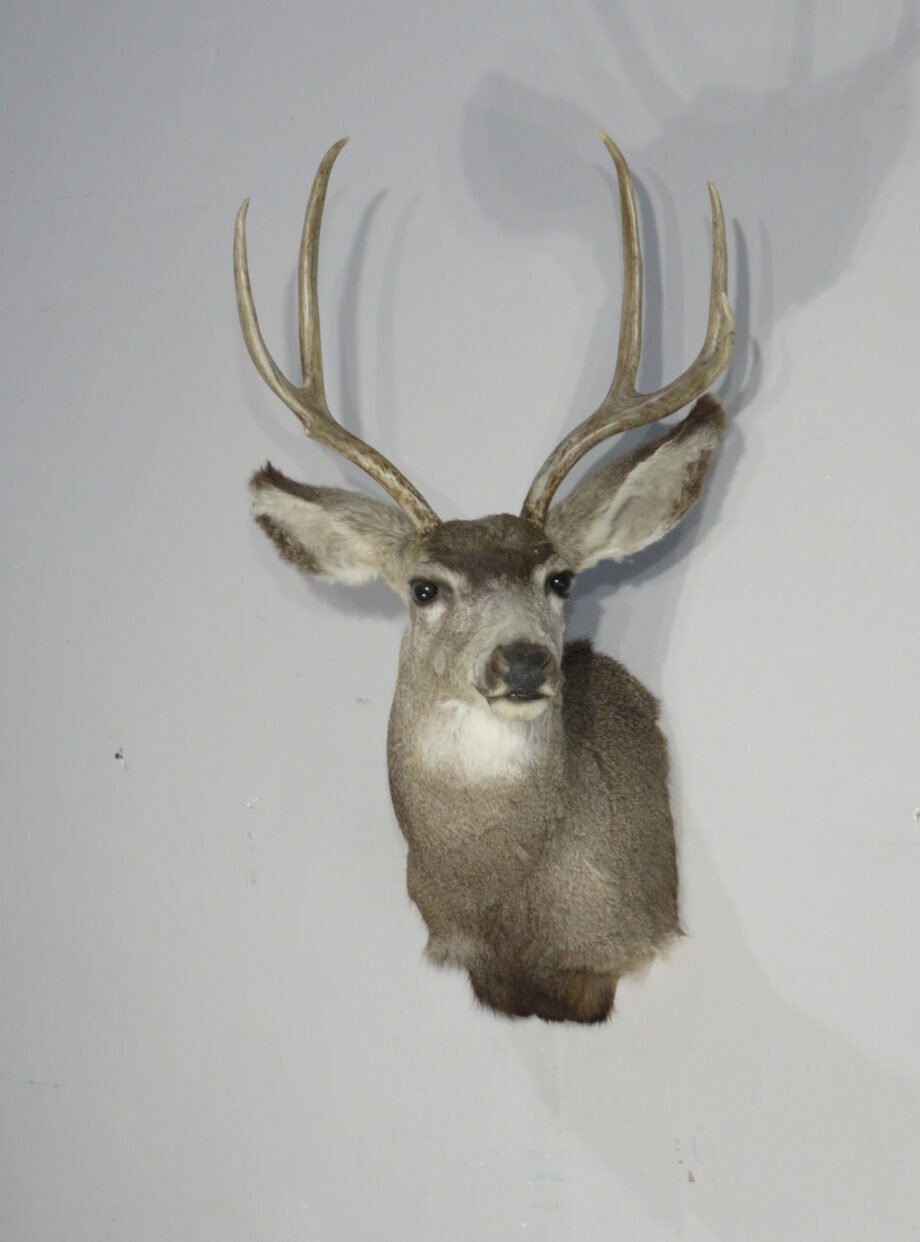 Mule Deer Taxidermy Mount. M-144S