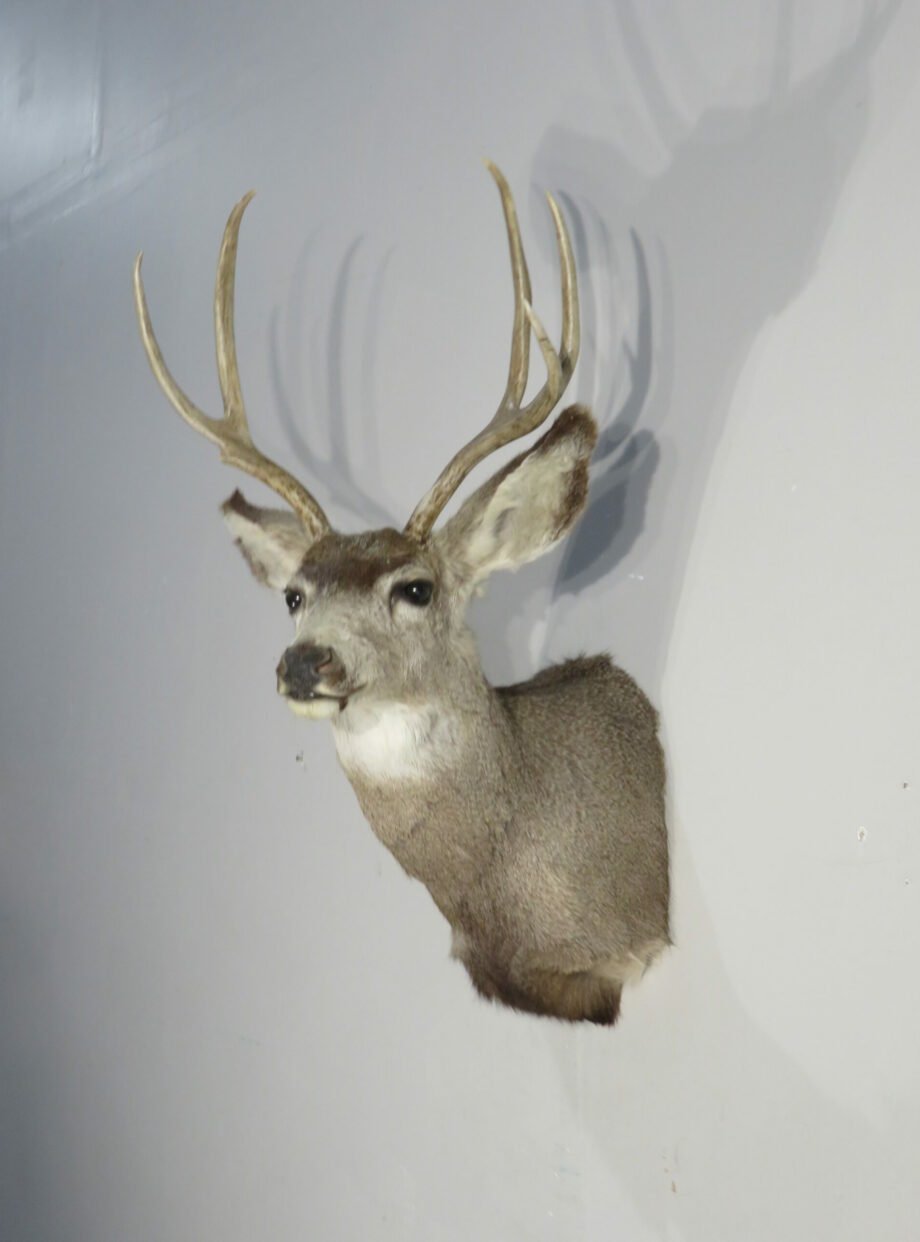 Mule Deer Taxidermy Mount. M-144S