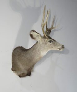 Mule Deer Taxidermy Mount. M-144S
