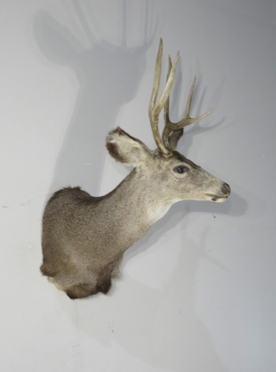Mule Deer Taxidermy Mount. M-144S