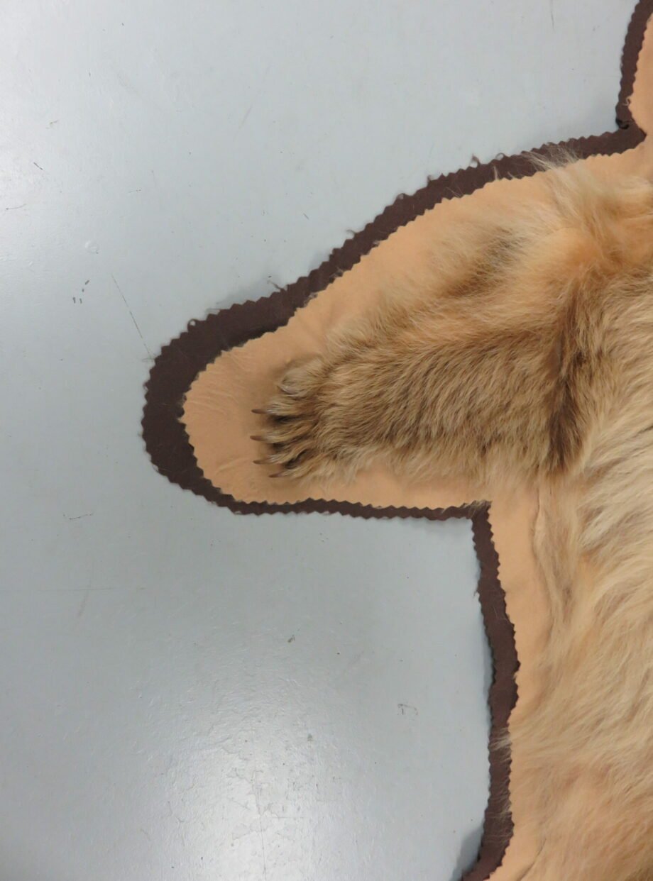 Bear Skin Taxidermy Rug