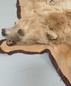 Bear Skin Taxidermy Rug