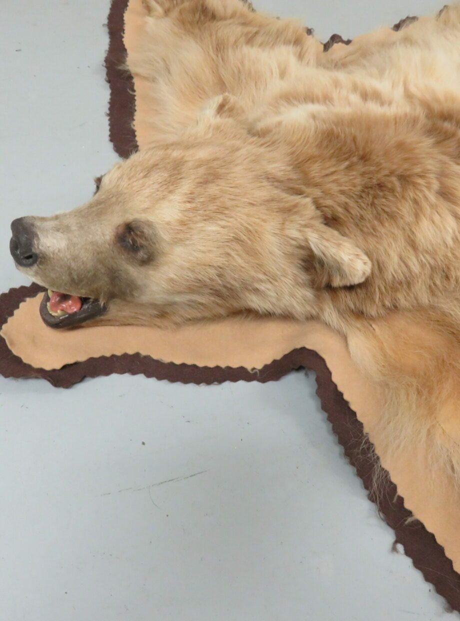 Bear Skin Taxidermy Rug