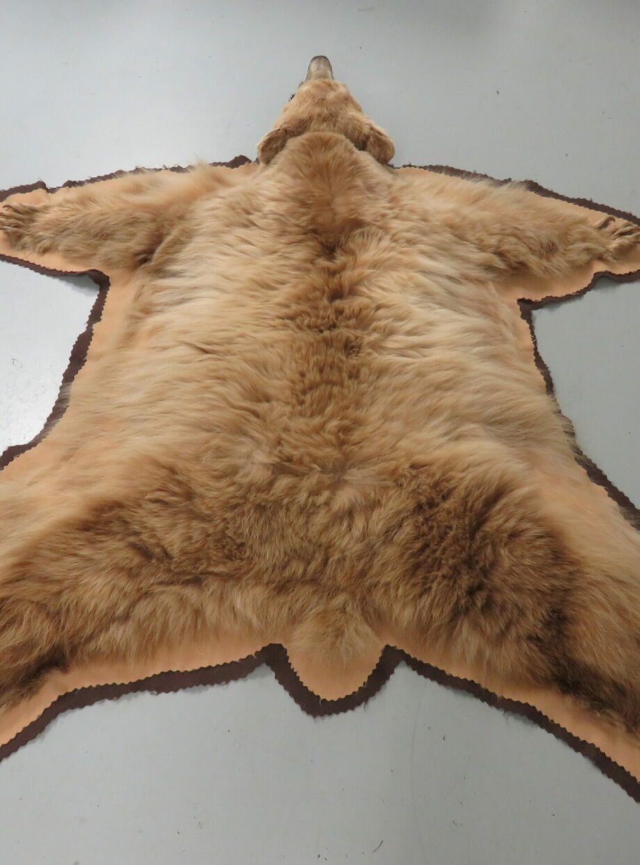 Bear Skin Taxidermy Rug