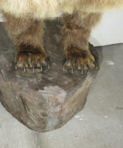 kodiak bear taxidermy