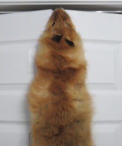 Red Fox tanned Skin