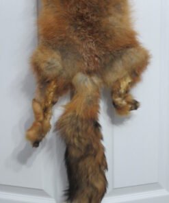 Red Fox tanned Skin