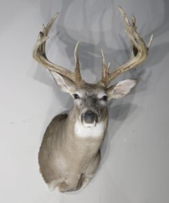 Whitetail Trophy Class