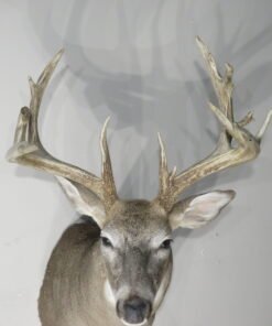 Whitetail Trophy Class