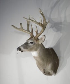 Whitetail Trophy Class