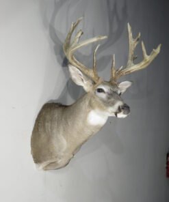 Whitetail Trophy Class
