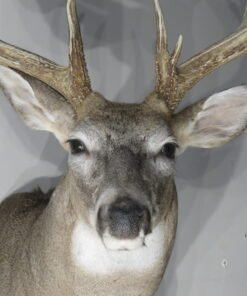 Whitetail Trophy Class