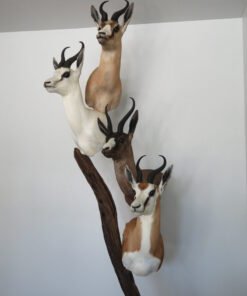 Springbok Taxidermy Collection