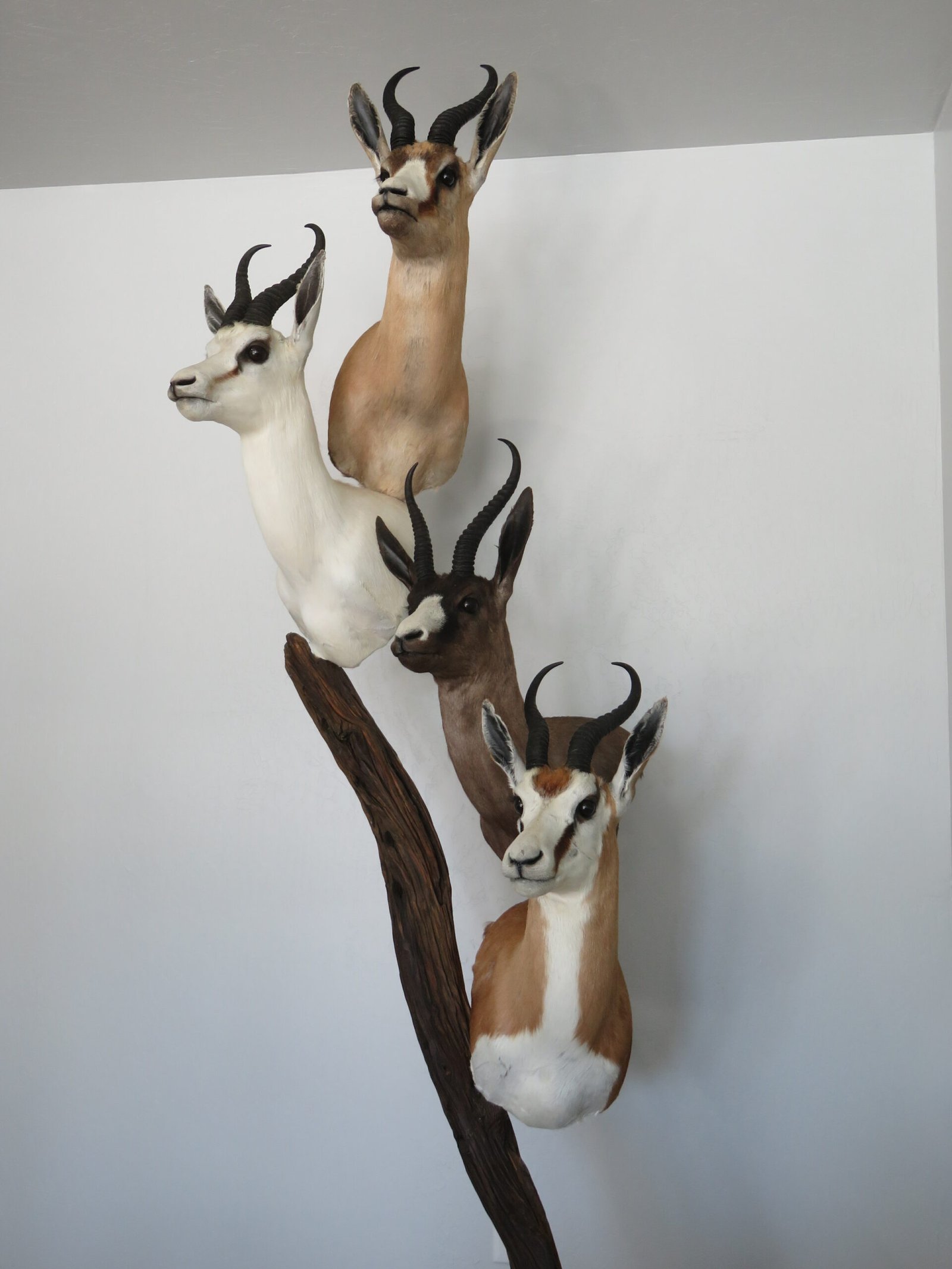 Springbok Taxidermy Collection