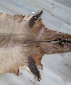 Red Hartebeest tanned Skin