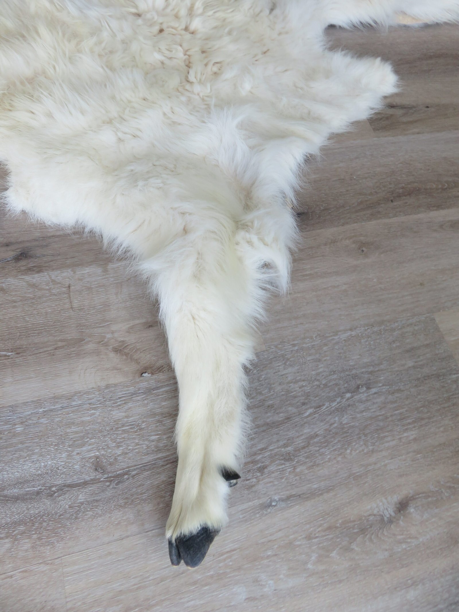 Mountain Goat Rug