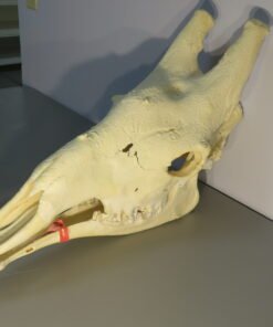 Giraffe Skull For Sale