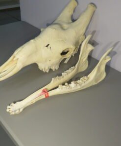 Giraffe Skull For Sale