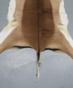 African Impala Taxidermy Skin/Hide