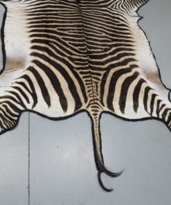 Zebra Rug