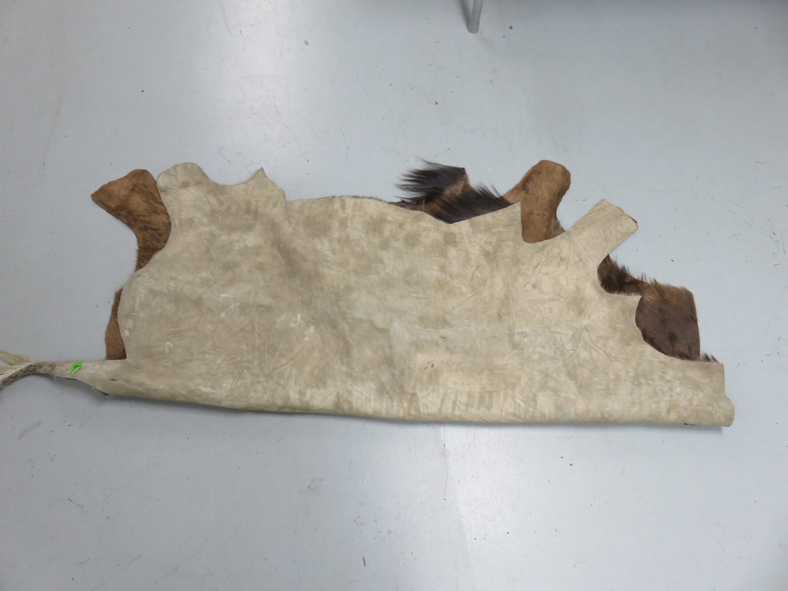 Blue Wildebeest Hide