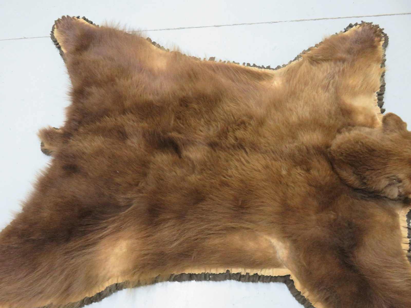 Bear Skin Rug