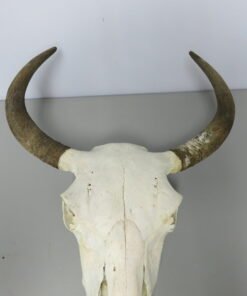 Bison Skulls For Sale