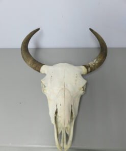 Bison Skulls For Sale