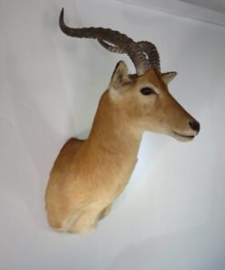 African Puku Taxidermy