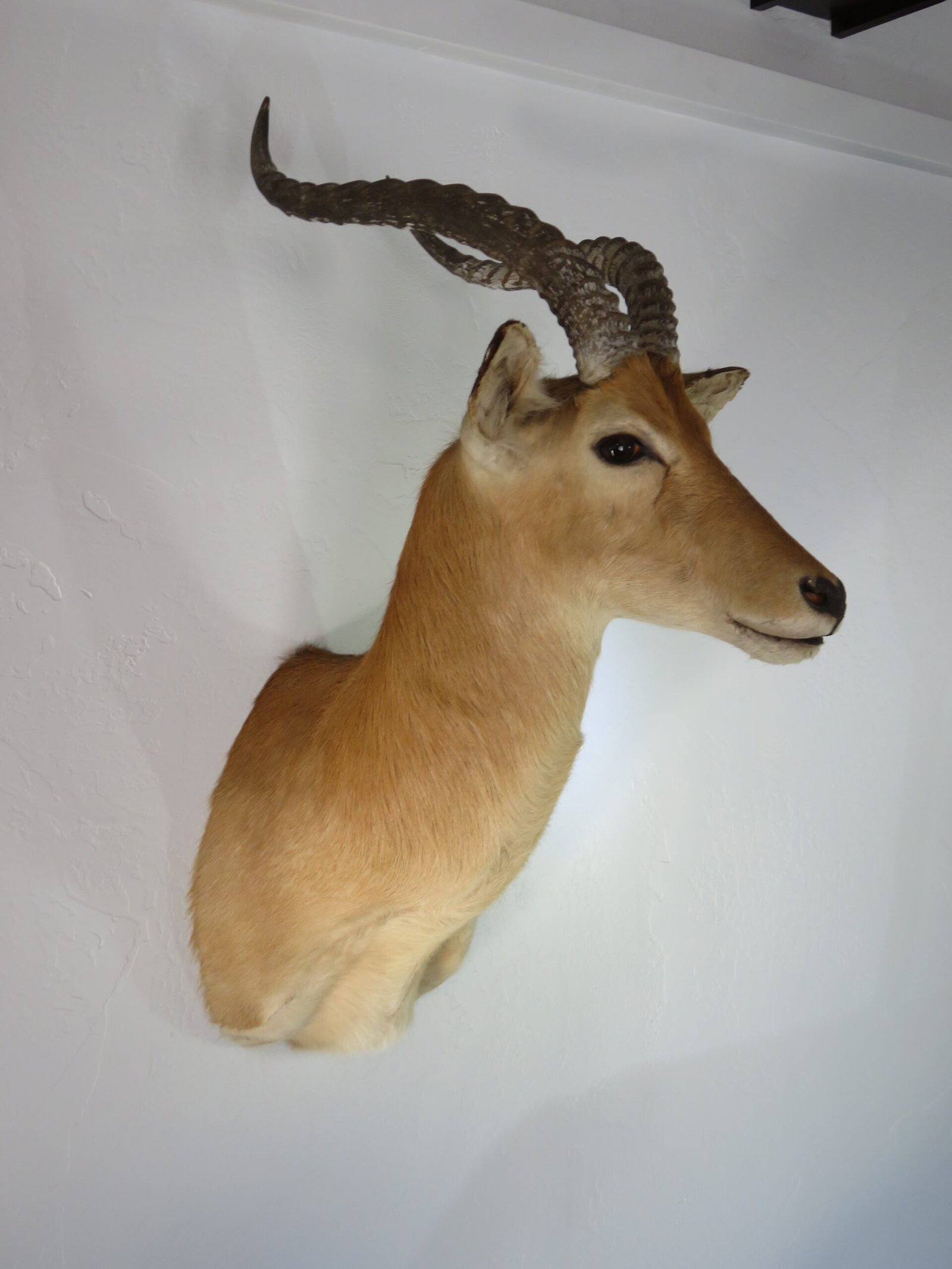 African Puku Taxidermy
