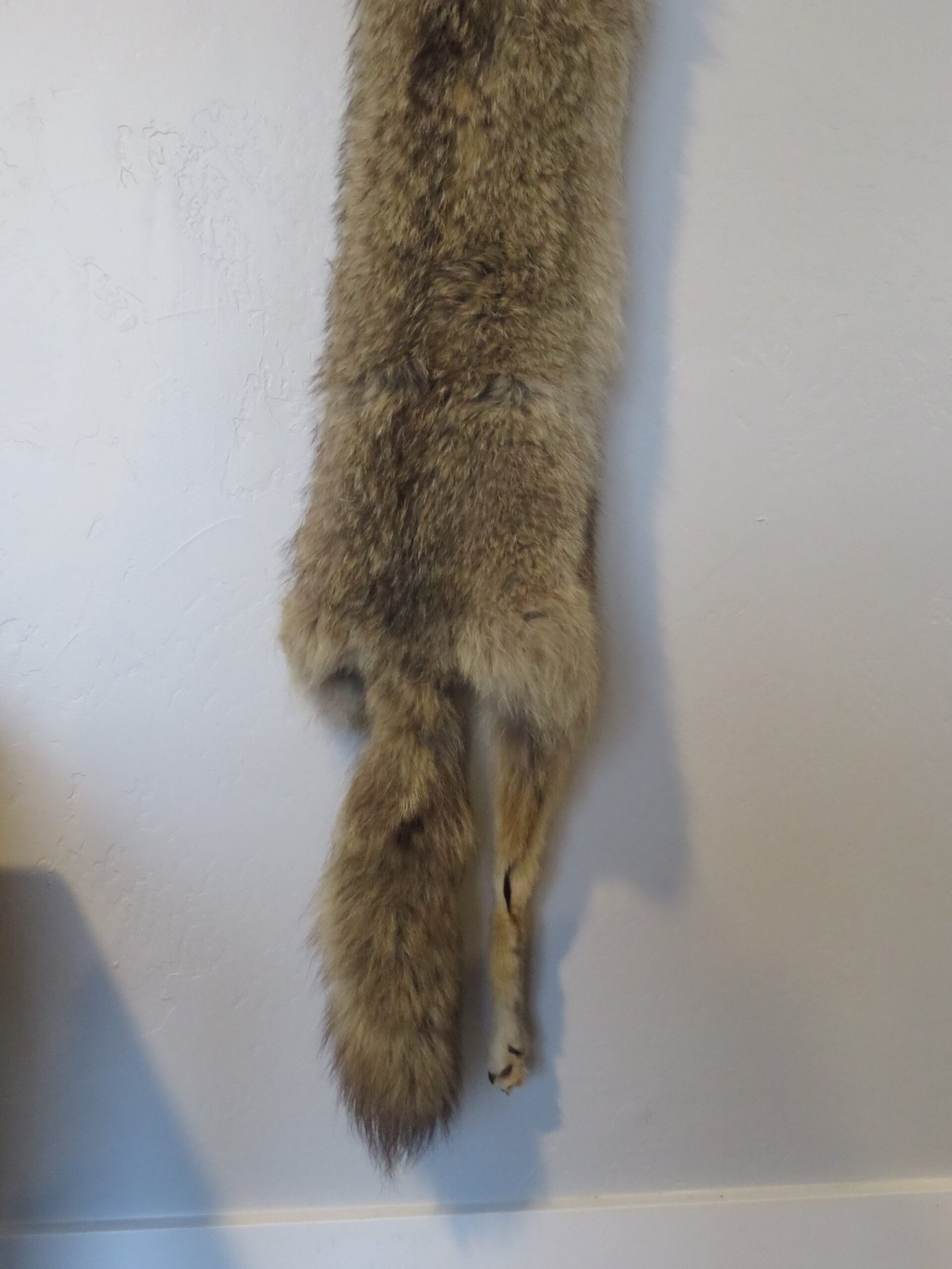 Coyote Taxidermy