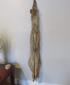 Coyote Taxidermy