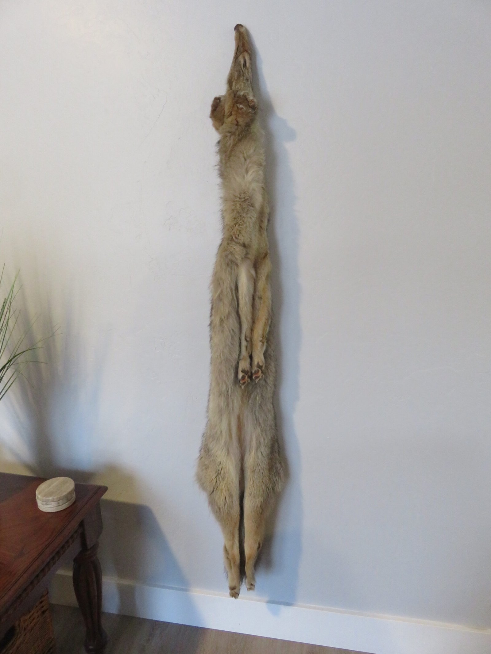 Coyote Taxidermy