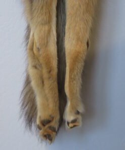 Coyote Taxidermy