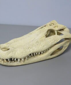 Alligator Skull For Sale