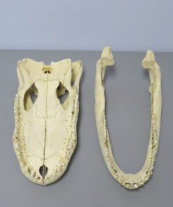 Alligator Skull For Sale