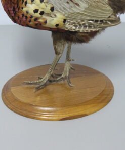Ringneck Pheasant Standing Mount
