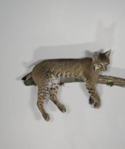 Bobcat Taxidermy For Sale