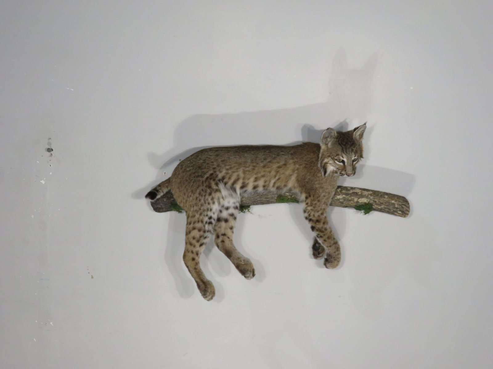 Bobcat Taxidermy For Sale