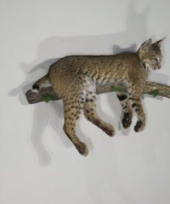 Bobcat Taxidermy For Sale