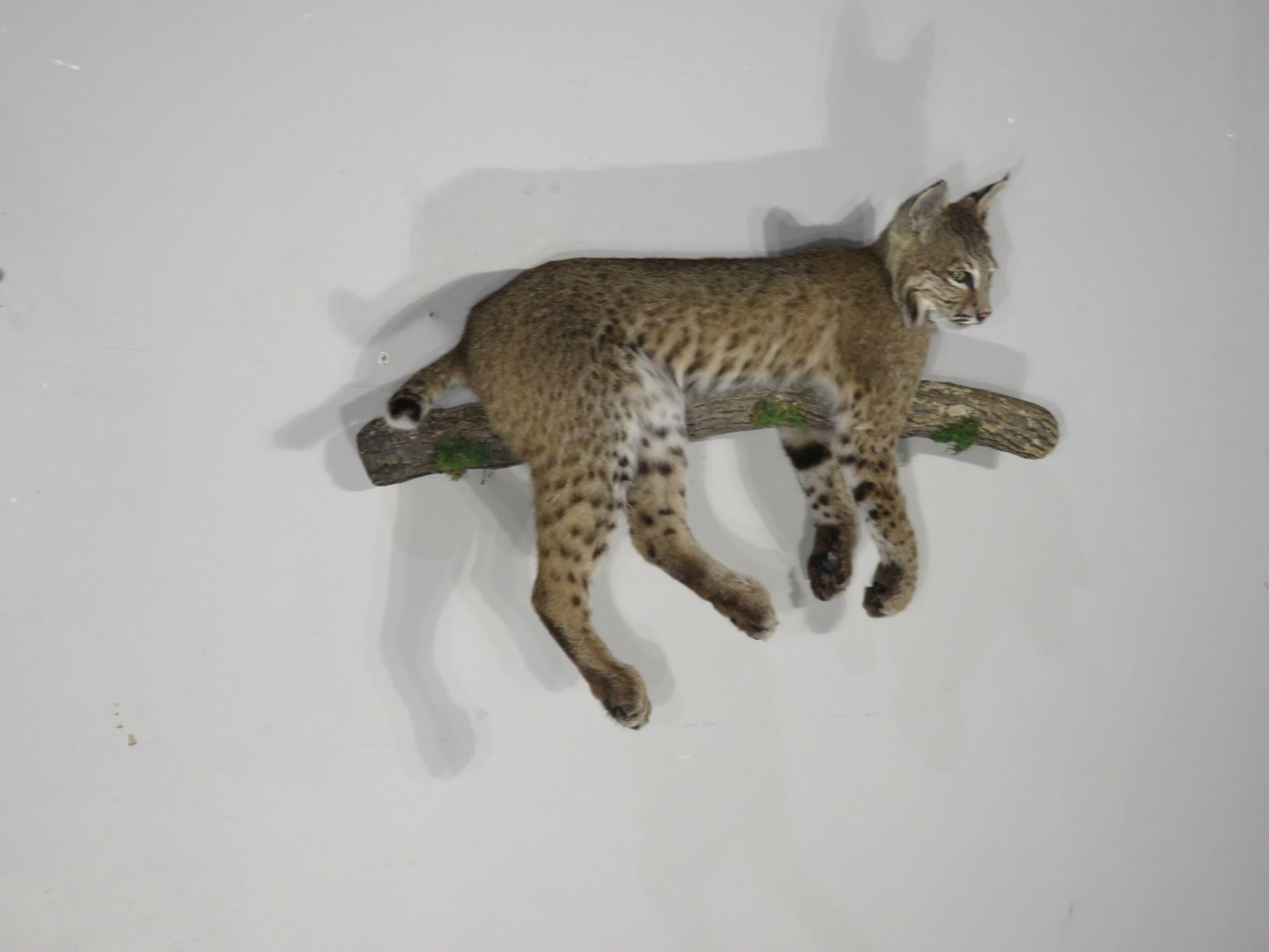 Bobcat Taxidermy For Sale