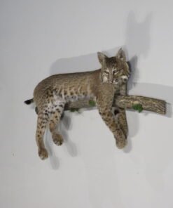 Bobcat Taxidermy For Sale