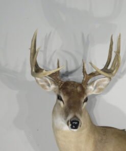 Whitetail Taxidermy Mount