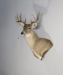 Whitetail Taxidermy Mount
