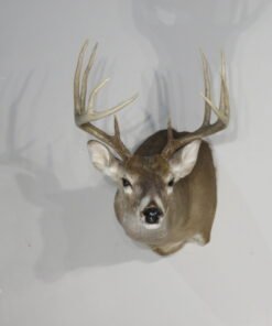 Whitetail Mount For Sale