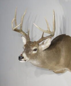 Whitetail Mount For Sale