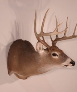 Whitetail Mount For Sale