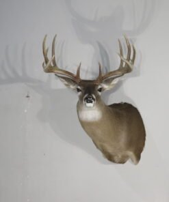 Whitetail Trophy Taxidermy