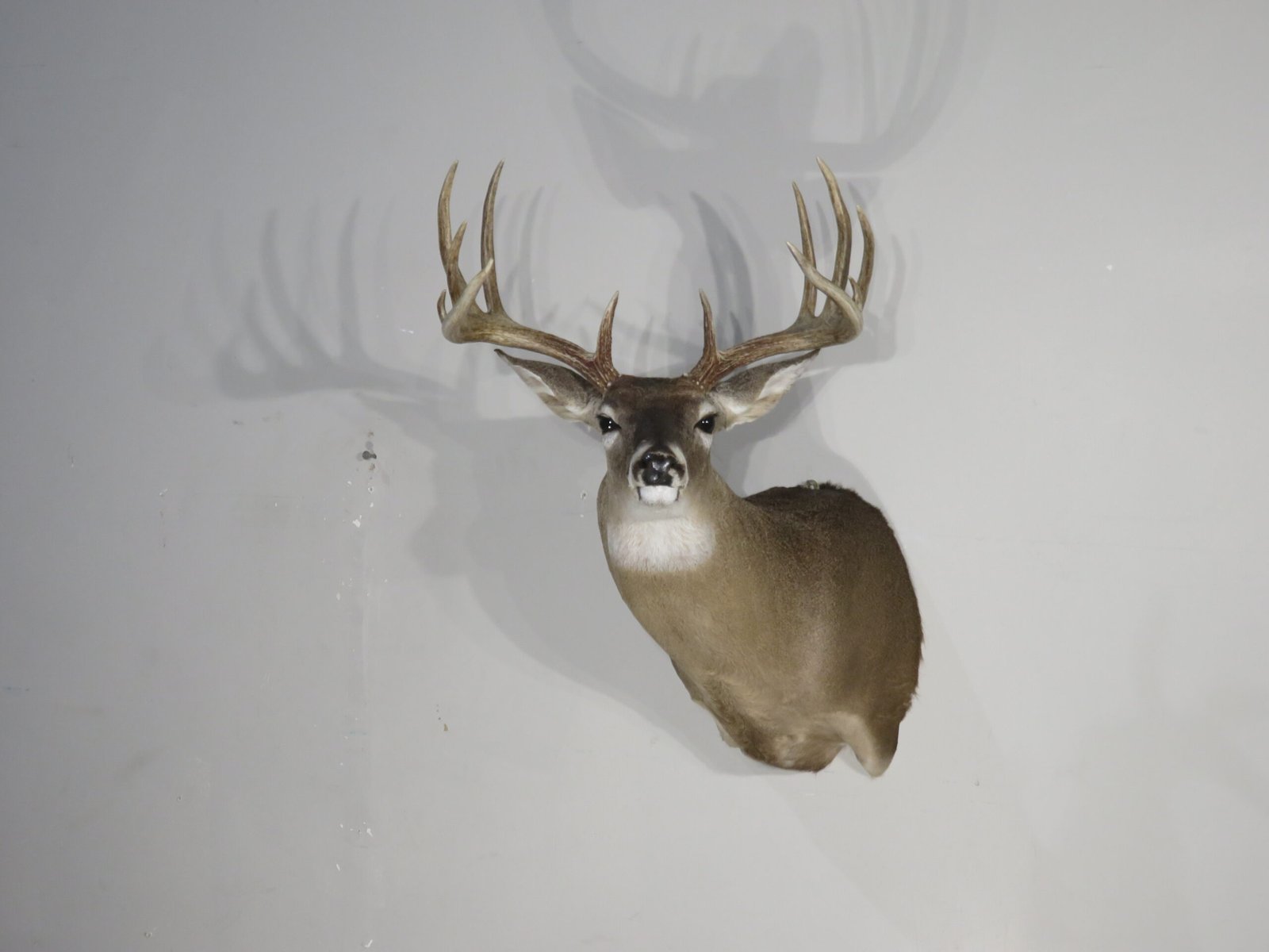 Whitetail Trophy Taxidermy