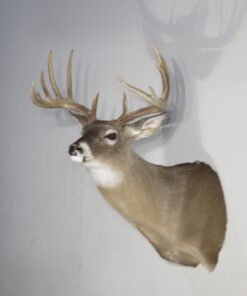 Whitetail Trophy Taxidermy